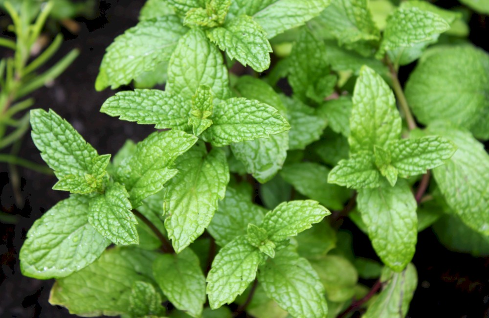 18_hakka_resultaat-1