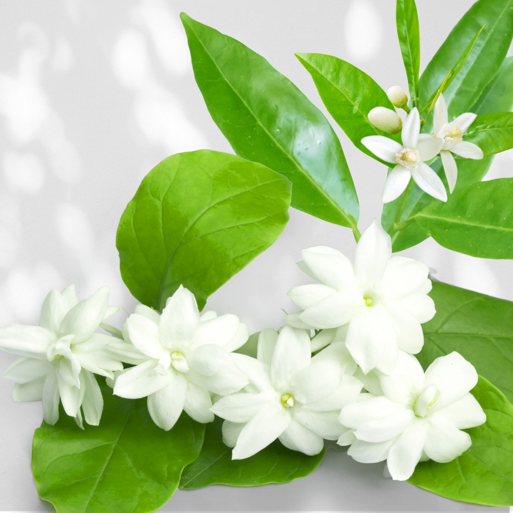 T1_aurantium_jasmine_resultaat